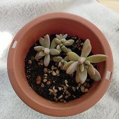 多肉植物の画像