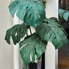 モンステラ　植木　観葉植物　フェイク　ハワイ風　大きめ　インテリア　の画像