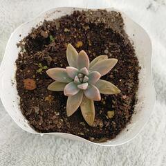 ①多肉植物