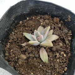 ②多肉植物の画像