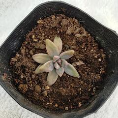 ②多肉植物