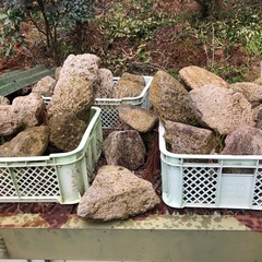 軽石　鹿児島産　　植木・盆栽等の鉢に如何でしょうか🪴の画像