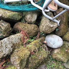 軽石　鹿児島産　　植木・盆栽等の鉢に如何でしょうか🪴の画像