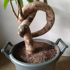 観葉植物 パキラ 大型