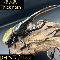 送料無料【極太系 ペア】DHヘラクレス♂152mm ♀67mm ※直接受け渡しに変更可