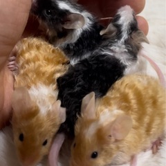【🐭テディマウス🐭】女の子多めです🎀
