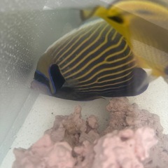 タテジマキンチャクダイ　チョウハン　海水魚　　熱帯魚