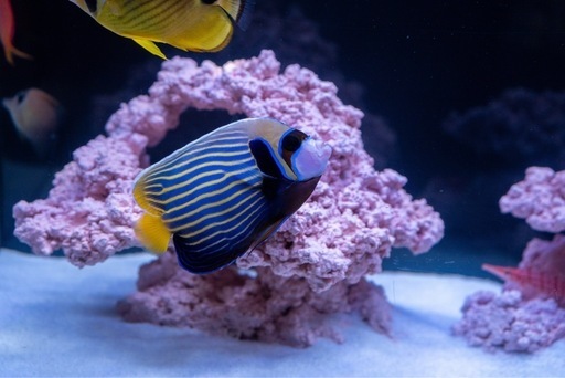 タテジマキンチャクダイ　チョウハン　海水魚　　熱帯魚