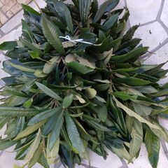 ビワの葉　ビワの葉茶にとうぞ