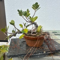 盆栽　ガジュマル