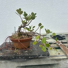 盆栽　ガジュマルの画像