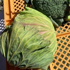 春野菜