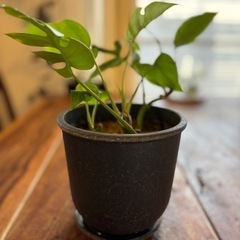 ヒメモンステラ　3苗　おまとめ