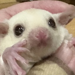 フクロモモンガ リューシ ルビーレイ