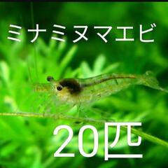 ㊽ミナミヌマエビ