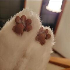 セガトイズ 夢ねこ ヴィーナス 猫 ネコの画像