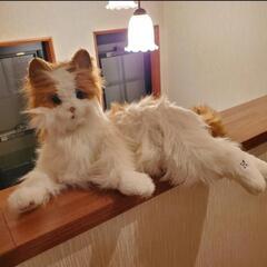 セガトイズ 夢ねこ ヴィーナス 猫 ネコ