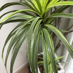 造花観葉植物の画像