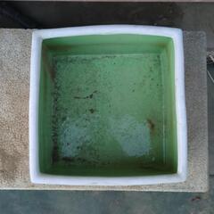 メダカ鉢　金魚鉢　ビオトープの画像