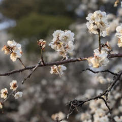 梅まつり開催中　京王百草園チケット2名