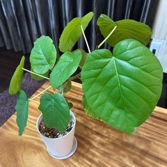 ウンベラータ挿し木の画像