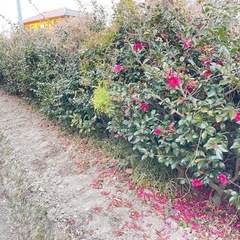 サザンカかツバキか分かりません　差し上げます　　