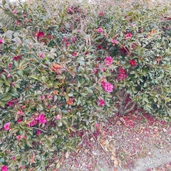 サザンカかツバキか分かりません　差し上げます　　の画像