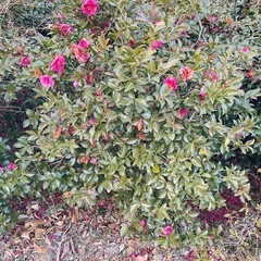 サザンカかツバキか分かりません　差し上げます　　の画像