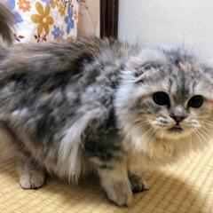 里親様決定しました可愛い折れ耳スコティッシュの子猫ちゃんです