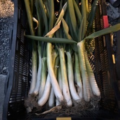 白ネギ1本100円!!