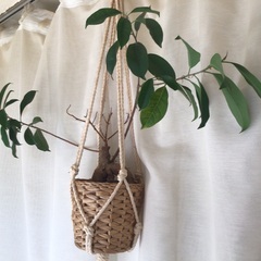 観葉植物　ガジュマル