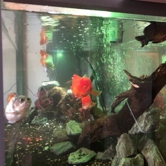 特注アクリル水槽
 の画像