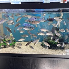 熱帯魚アーリーの稚魚です