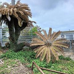かわいそうな 　ソテツの画像