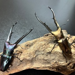 【交換】クワガタ、カブトムシ交換しませんか？