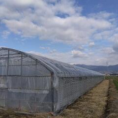 ビニールハウス３連棟の画像