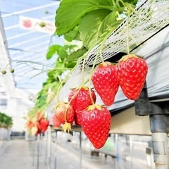 後1人！3月2日横浜でいちご狩り、観光等して遊べる方居ませんか？