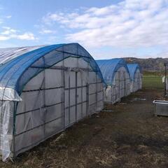 単棟ビニールハウス激安の画像