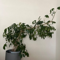 シェフレラ　観葉植物