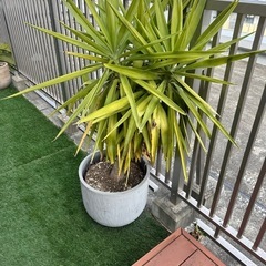 観葉植物