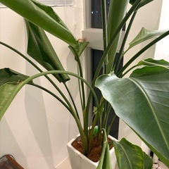 オーガスタ　観葉植物