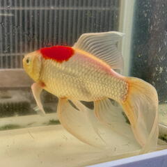 金魚 コメット 1尾 20センチ程度の画像