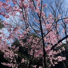 卒業式・入学式、お着付け承りますの画像