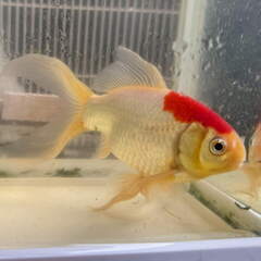 金魚 コメット 1尾 15センチ程度の画像