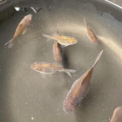 ミックス金魚 3〜8センチ程度 10匹ほど 黒色個体
