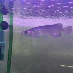 熱帯魚　水槽用品　無償で引き取らせてください