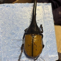 ヘラヘラ3令幼虫ペアセット追加購入可の画像