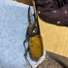 ヘラヘラ3令幼虫ペアセット追加購入可の画像