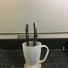 いちじく挿木　穂木BB-10