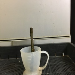 いちじく挿木　穂木Smith